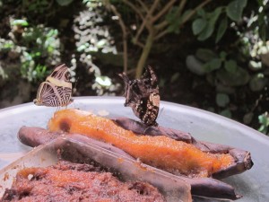 Butterfly Garden, National Museum, San Jose 